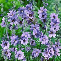 Tree Mallow Lavatera Blue Bird