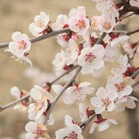 Japanese Blossom Cherry Prunus Kojo-No-Mai