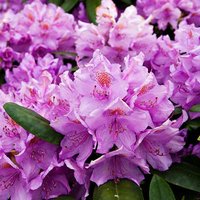 Rhododendron Marcel Menard