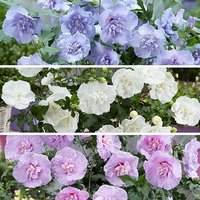 Double Flowered Chiffon Hibiscus Collection