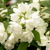 Mock Orange Philadelphus Snowbelle