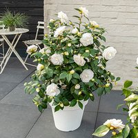 Camellia japonica Nuccio