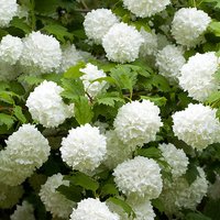 Viburnum opulus Roseum Snowball Tree