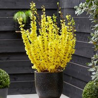 Easter Tree Forsythia intermedia Mikador