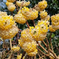 Edgeworthia chrysantha Grandiflora Paper Bush 3L