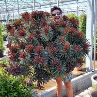 Euphorbia Miners Merlot 9cm x 3