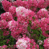 Hydrangea paniculata Diamant Rouge image