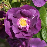 Rose Rhapsody in Blue