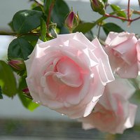 Climbing Rose New Dawn