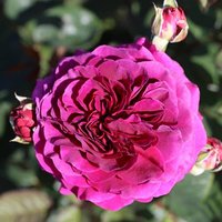 Rose Timeless Purple