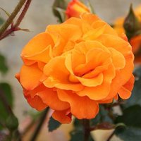 Rose Precious Amber