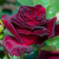 Rose Black Baccara