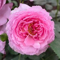 Rose Platinum Jubilee