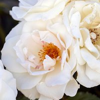 Rose Diamond 60th Wedding Anniversary 3L pot