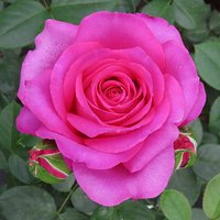 Rose Claire Marshall