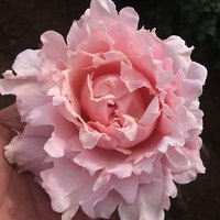 Rose King Charles Coronation bare root