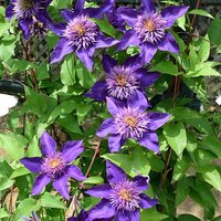 Clematis H.F. Young