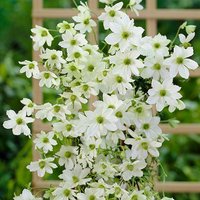Evergreen Clematis Early Sensation