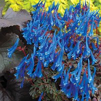 Corydalis Porcelain Blue
