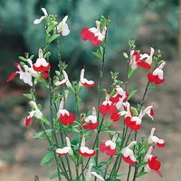 Salvia greggii Hot Lips