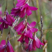 Dierama Blackberry Bells