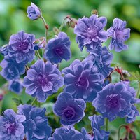 Geranium himalayense Plenum (Birch Double)