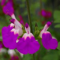 Salvia Amethyst Lips
