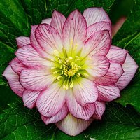 Hellebore Double Ellen Picotee