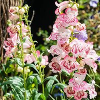Penstemon Strawberries & Cream