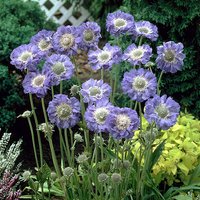 Scabiosa caucasica Fama Deep Blue