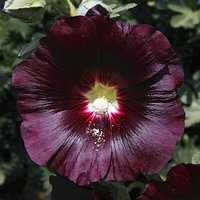 Alcea Hollyhock Black