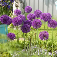 Allium Purple Sensation