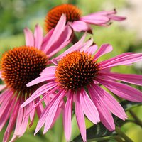 Echinacea purpurea Magnus