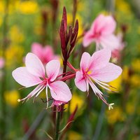 Gaura lindheimeri Siskiyou Pink