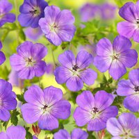 Hardy Geranium Azure Rush
