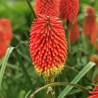 Kniphofia Flamenco Red Hot Poker