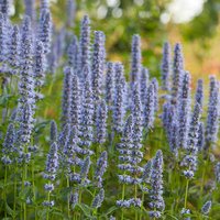 Agastache Blue Fortune