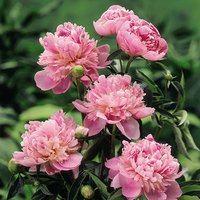 Giant Peony Sarah Bernhardt
