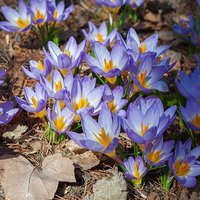 Crocus Tricolor
