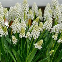 Grape Hyacinth Muscari album