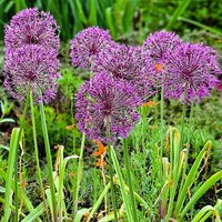 Allium Christophii