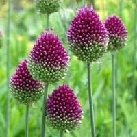 Allium sphaerocephalon Drumsticks