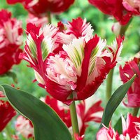 Tulip Estella Rijnveld