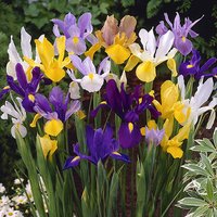 Dutch Iris Mix