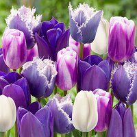 Tulip Paradise Purple Mix
