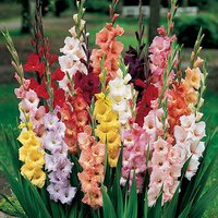Glamorous Gladioli