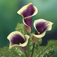 Calla Lily Zantedeschia Picasso