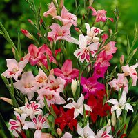 Dwarf Gladiolus nanus lipstick mix