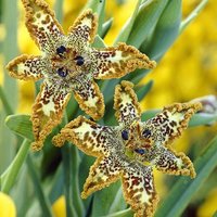 Ferraria crispa Starfish Iris