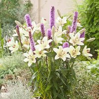 Plant-O-Mat Lilium and Liatris Kit
